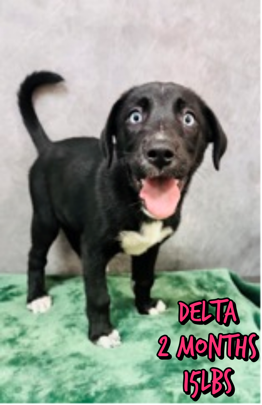 DELTA