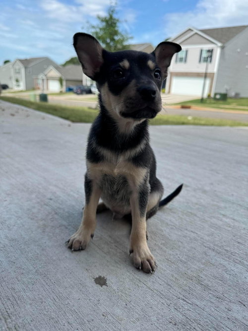 RASCAL