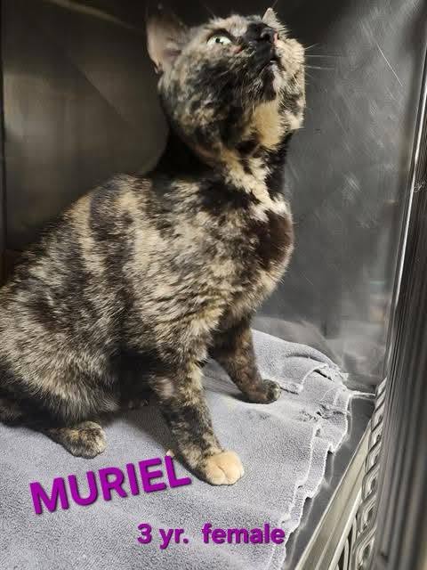 Muriel - Domestic Short Hair