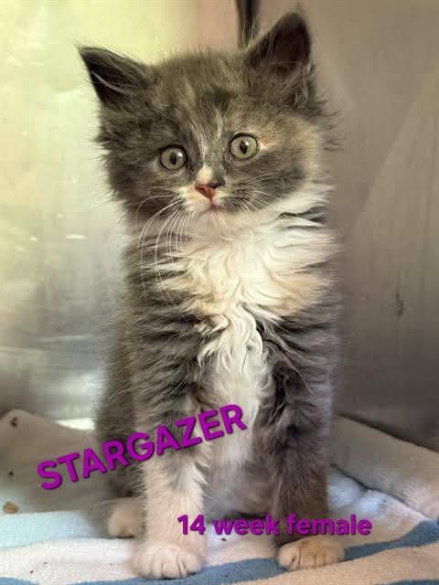 STARGAZER