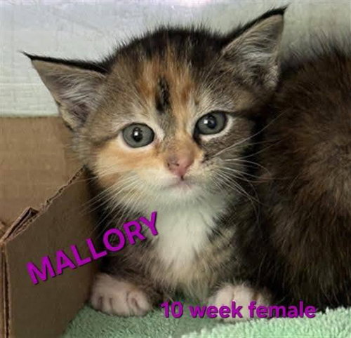MALLORY