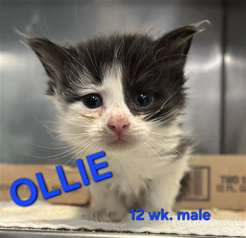 OLLIE