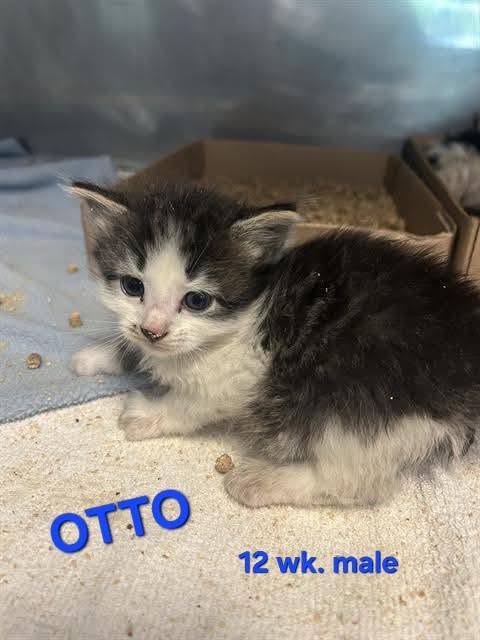 OTTO