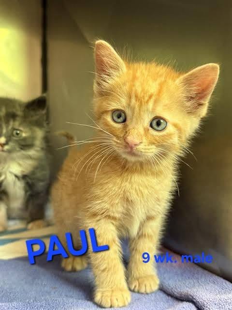 PAUL