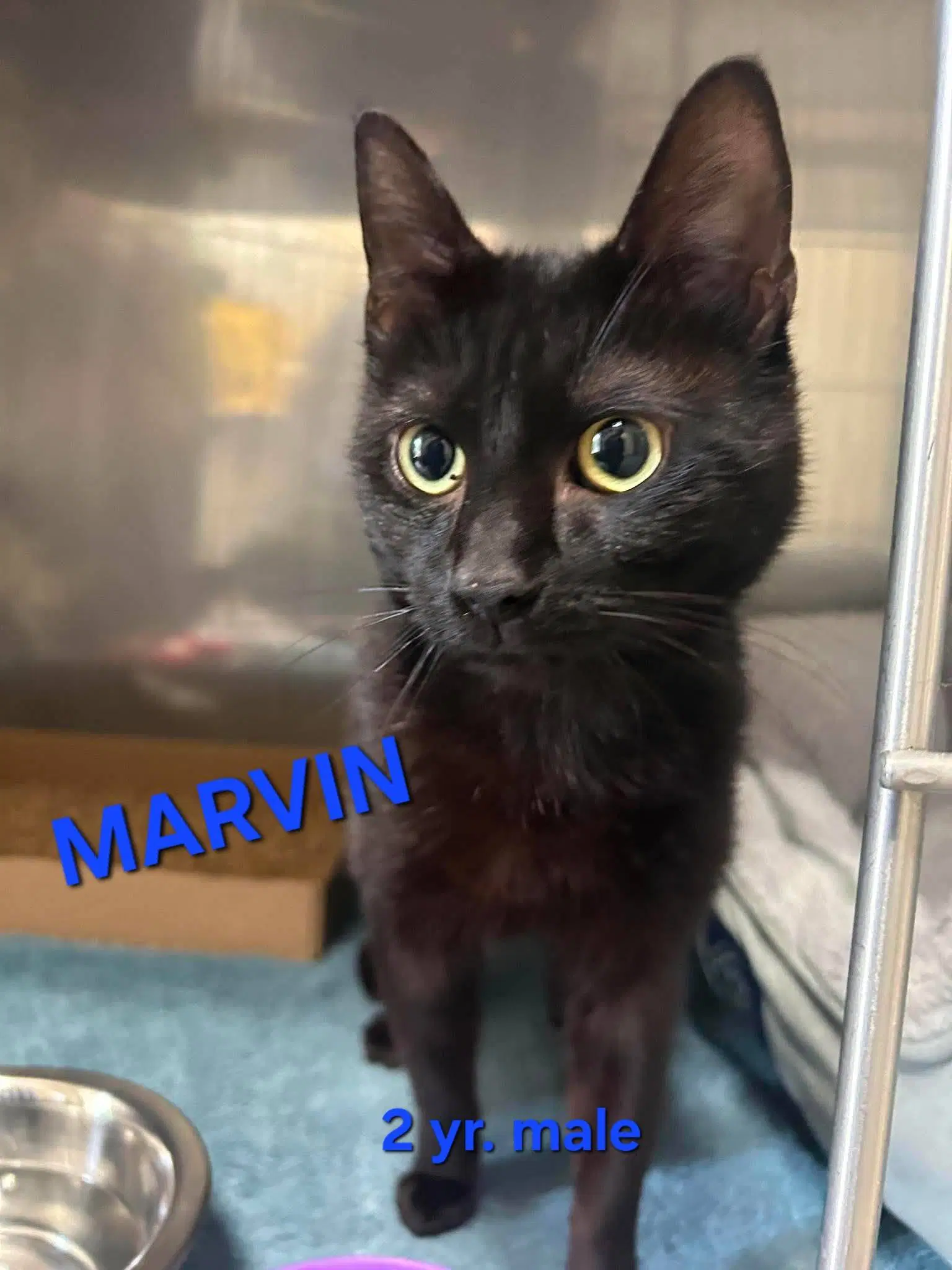 Marvin - Domestic Short Hair