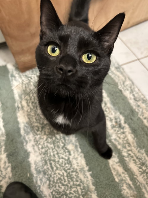 DIGI, a cat for adoption from Last Chance Animal Rescue