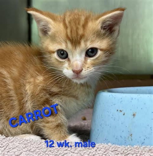 CARROT
