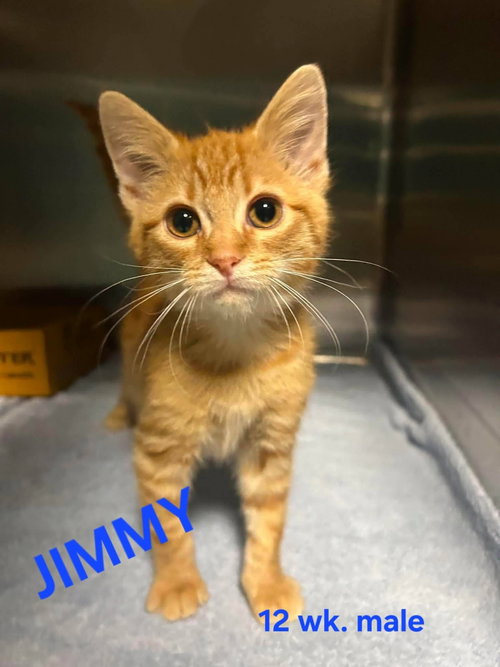 JIMMY