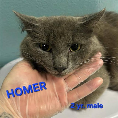 HOMER