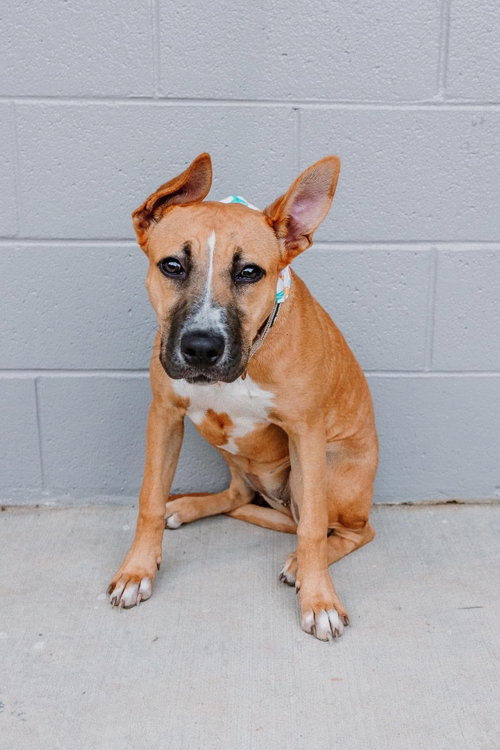 MOMO, an adoptable Boxer in Holbrook , NY