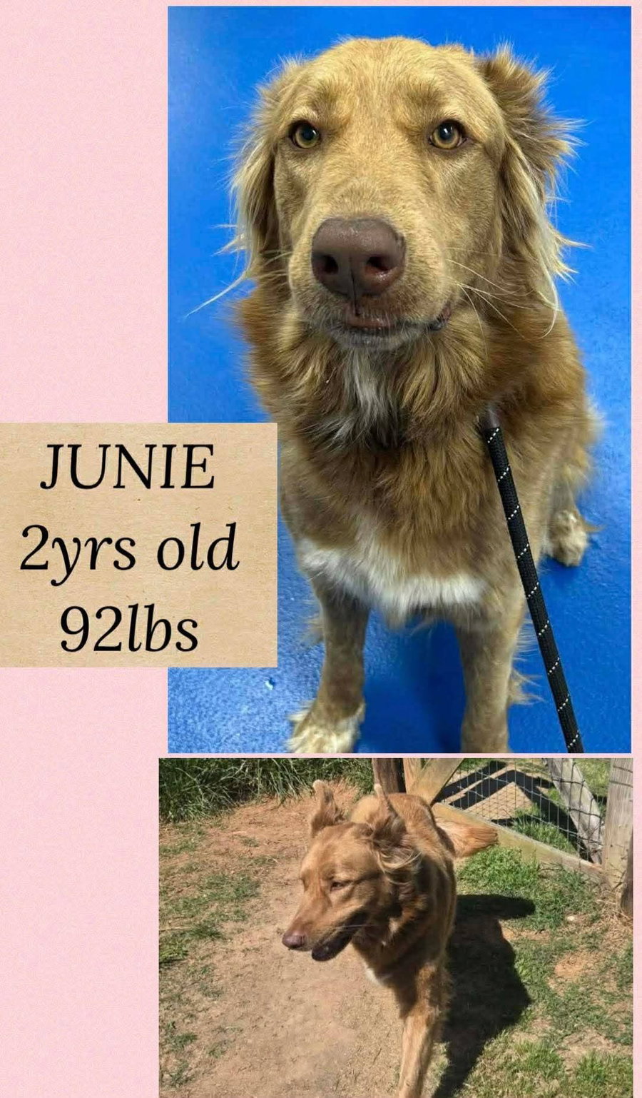 JUNIE