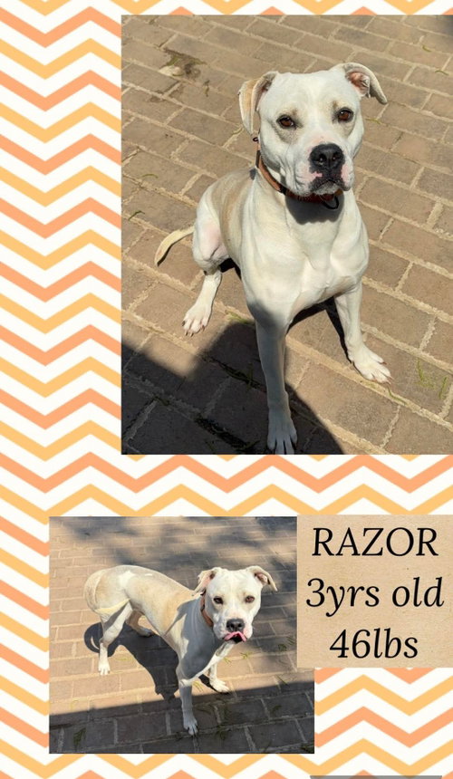 Razor