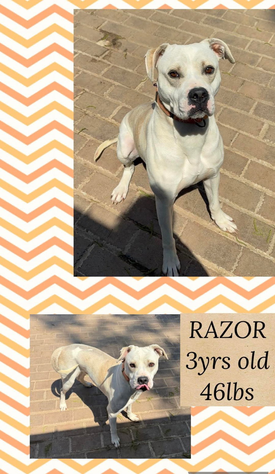 RAZOR