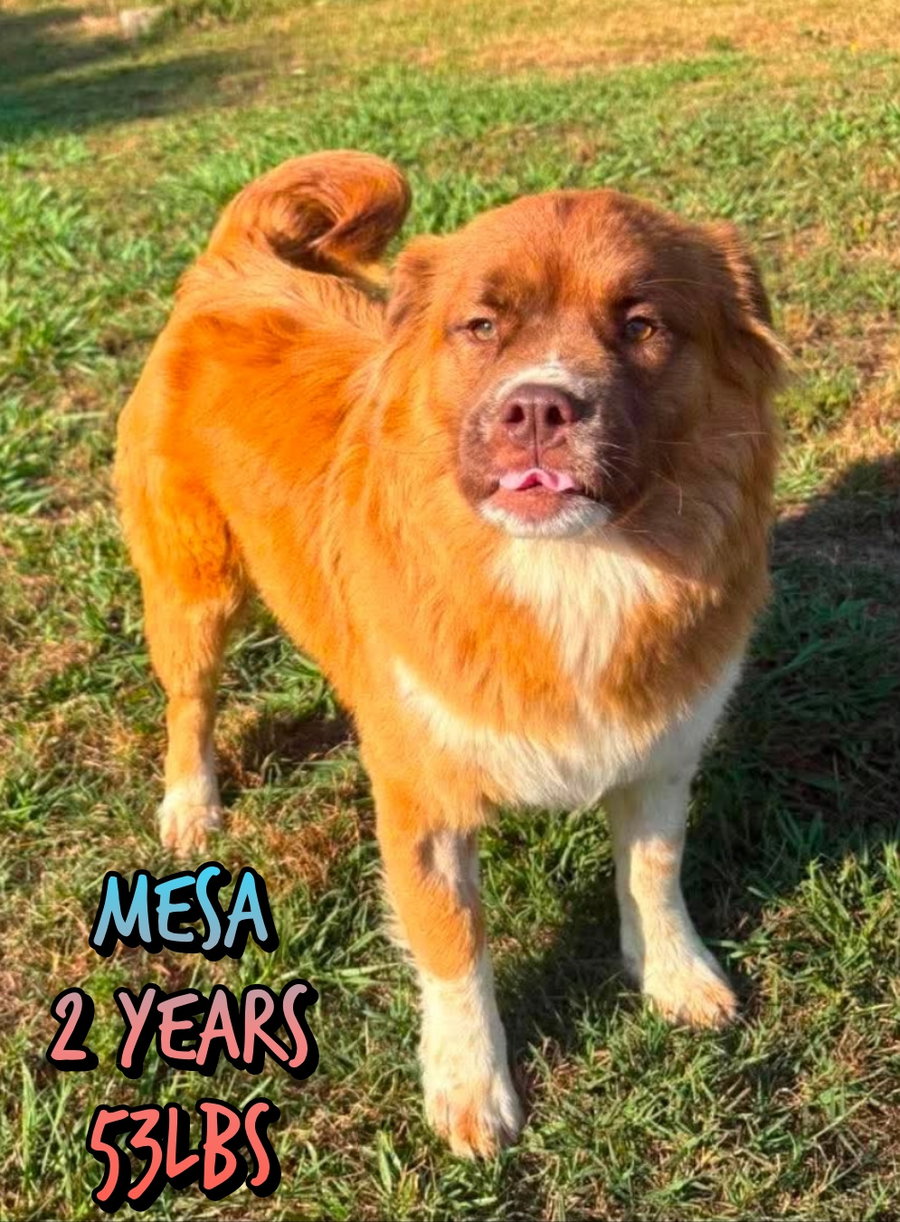 MESA