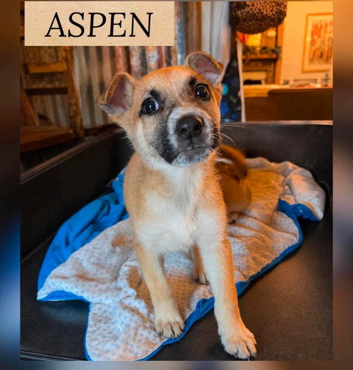 Aspen