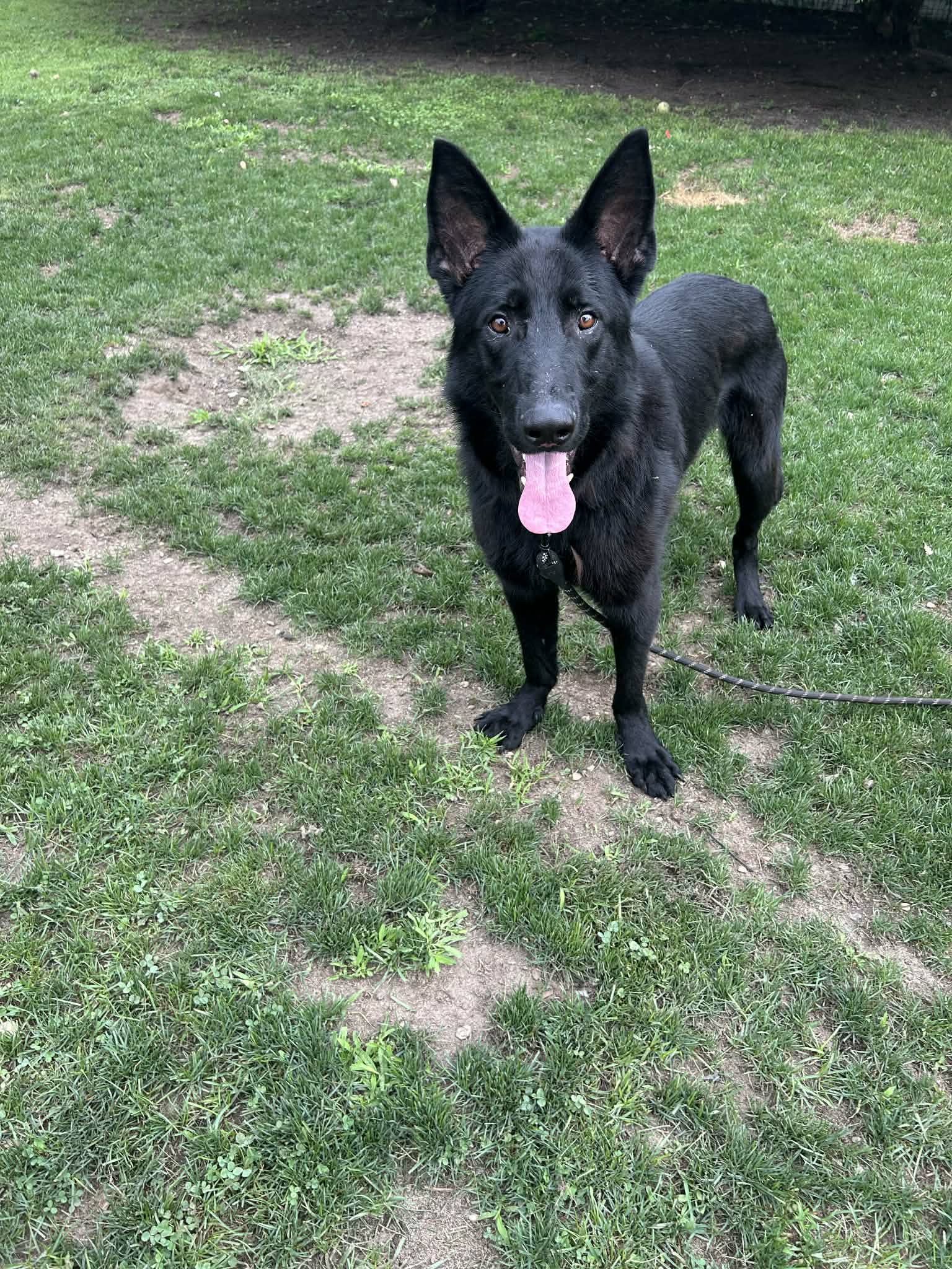 Asher - German Shepherd Dog