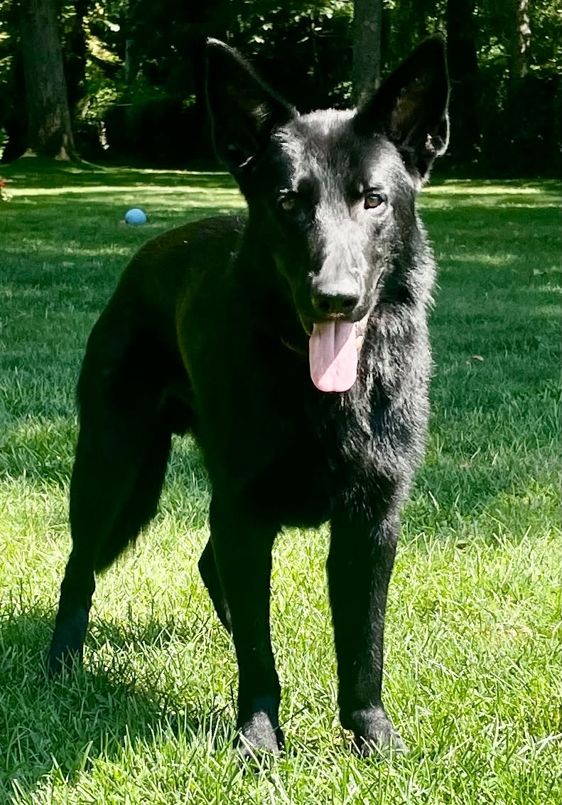 ASHER, photo 3