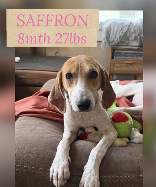 Saffron