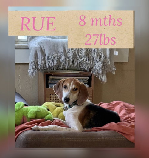 RUE, an adoptable Hound in Holbrook , NY