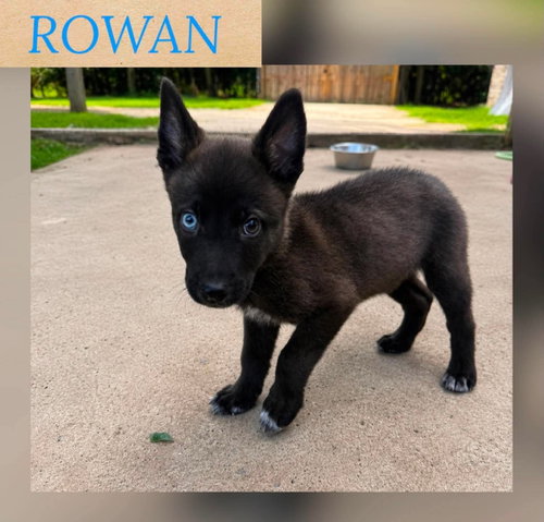 ROWAN, an adoptable German Shepherd Dog in Holbrook , NY