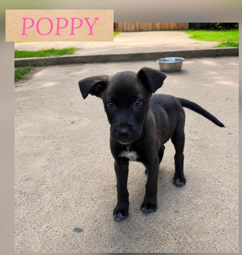 Poppy