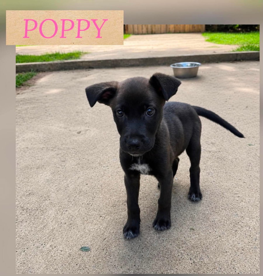 POPPY