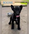 BOONE