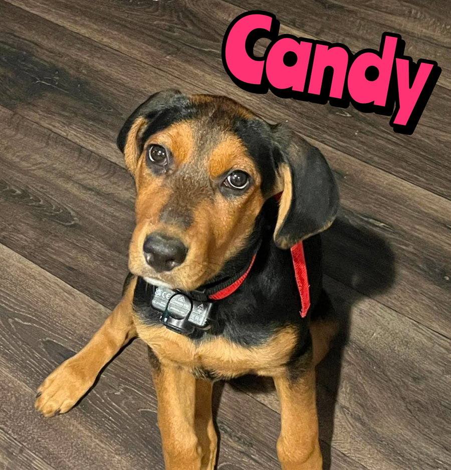 CANDY