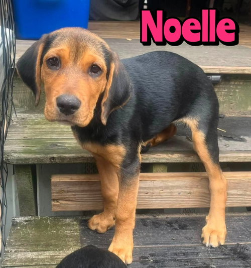 NOELLE, an adoptable Rottweiler in Holbrook , NY