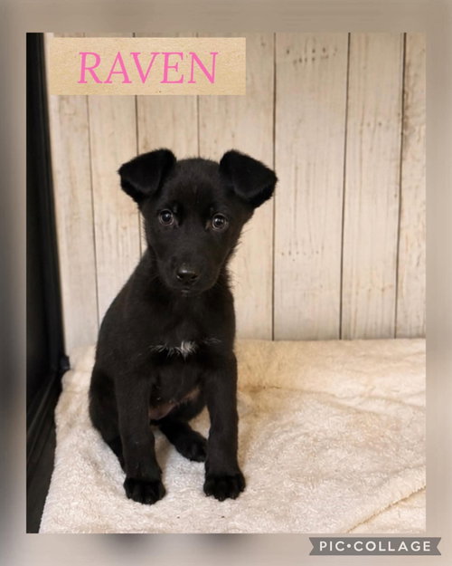 Raven photo 4