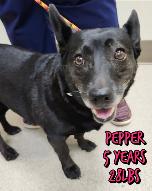 Pepper