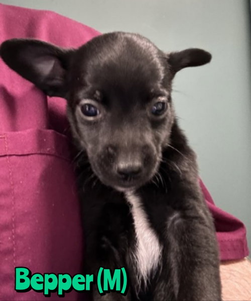 Bepper