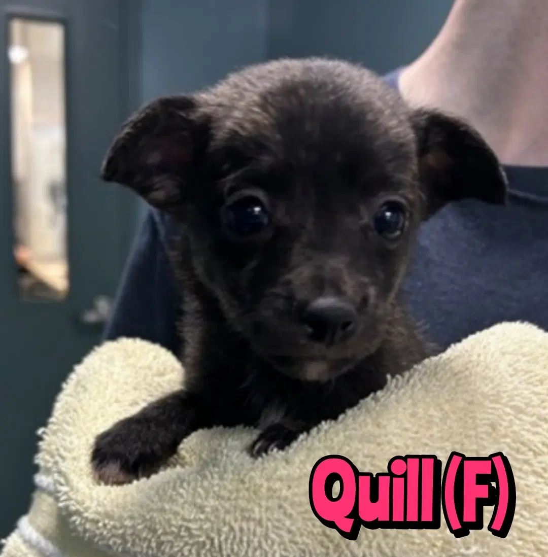 Quill image 2