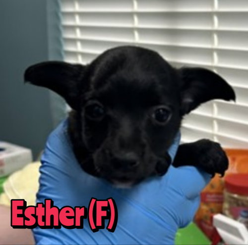 Esther