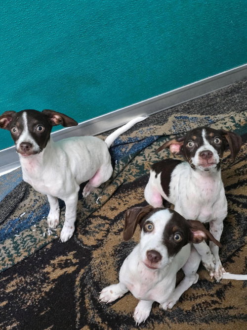 DARLA, an adoptable Pointer in Holbrook , NY