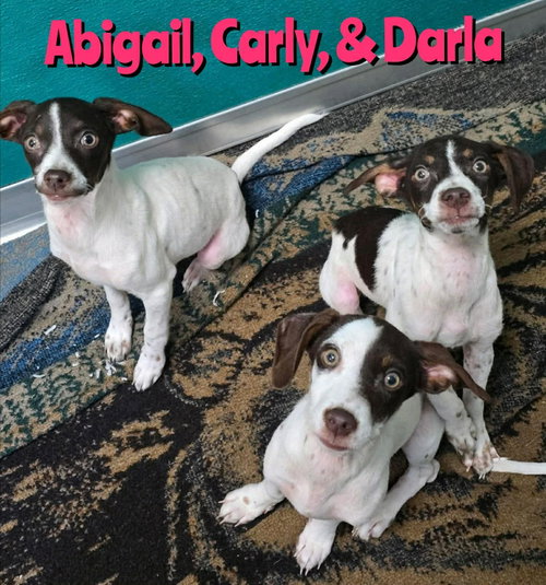 Darla