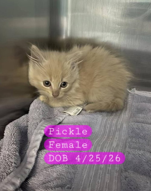 PICKLE - Domestic Medium Hair available for adoption