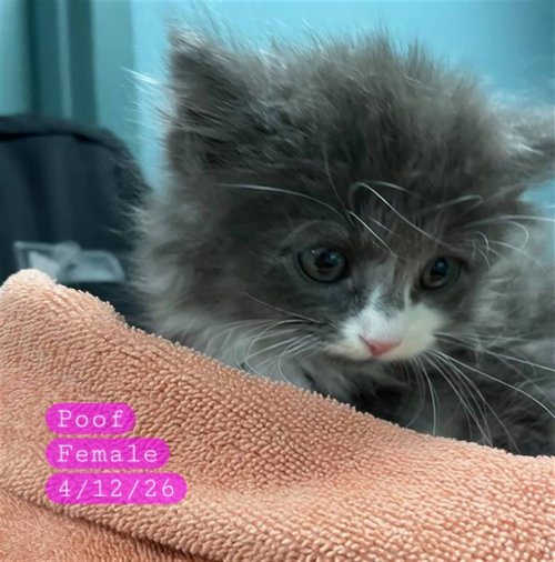 POOF - Domestic Medium Hair available for adoption