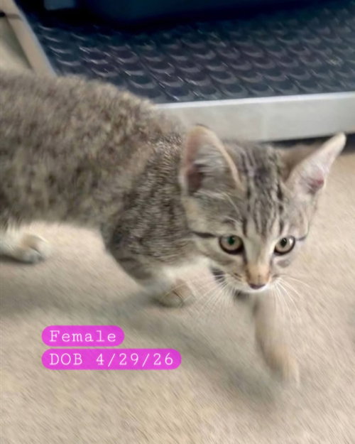 GRACE - Domestic Short Hair available for adoption
