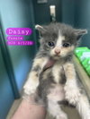 DAISY - Photo 1