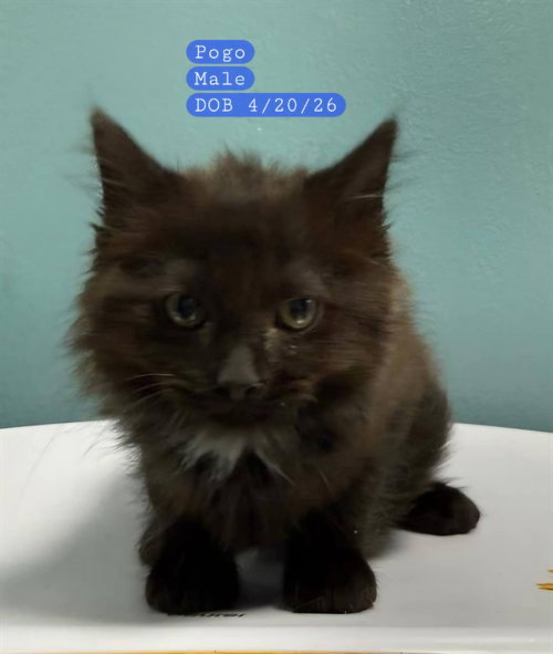 POGO - Domestic Medium Hair available for adoption