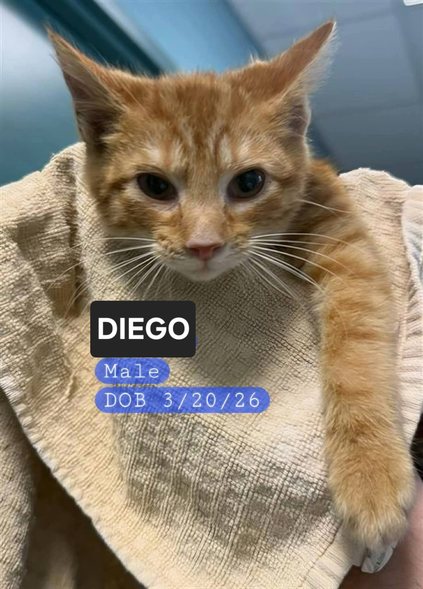 DIEGO Image