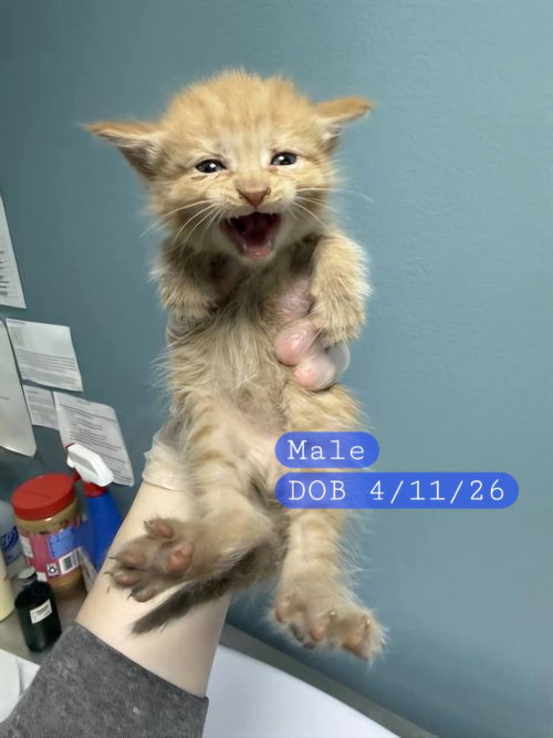 CHEESE - Domestic Short Hair available for adoption