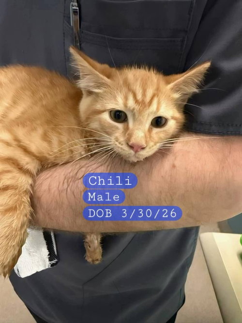 CHILI - Domestic Short Hair available for adoption