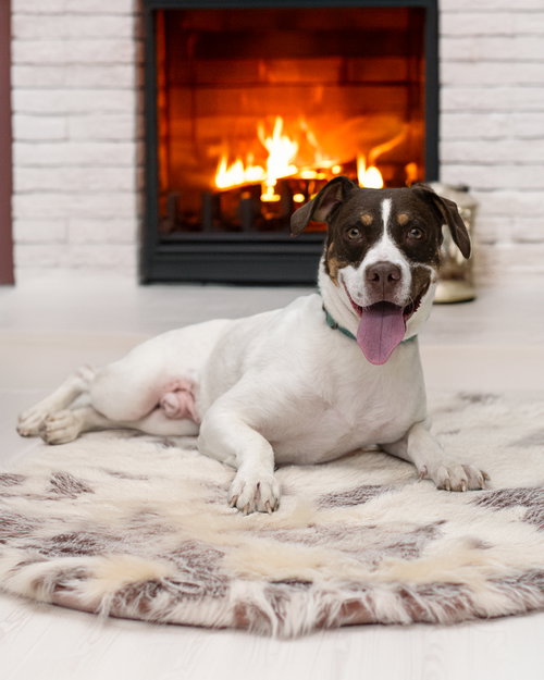 Jake, Pointer / Mixed (medium coat)
