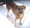 JANIE