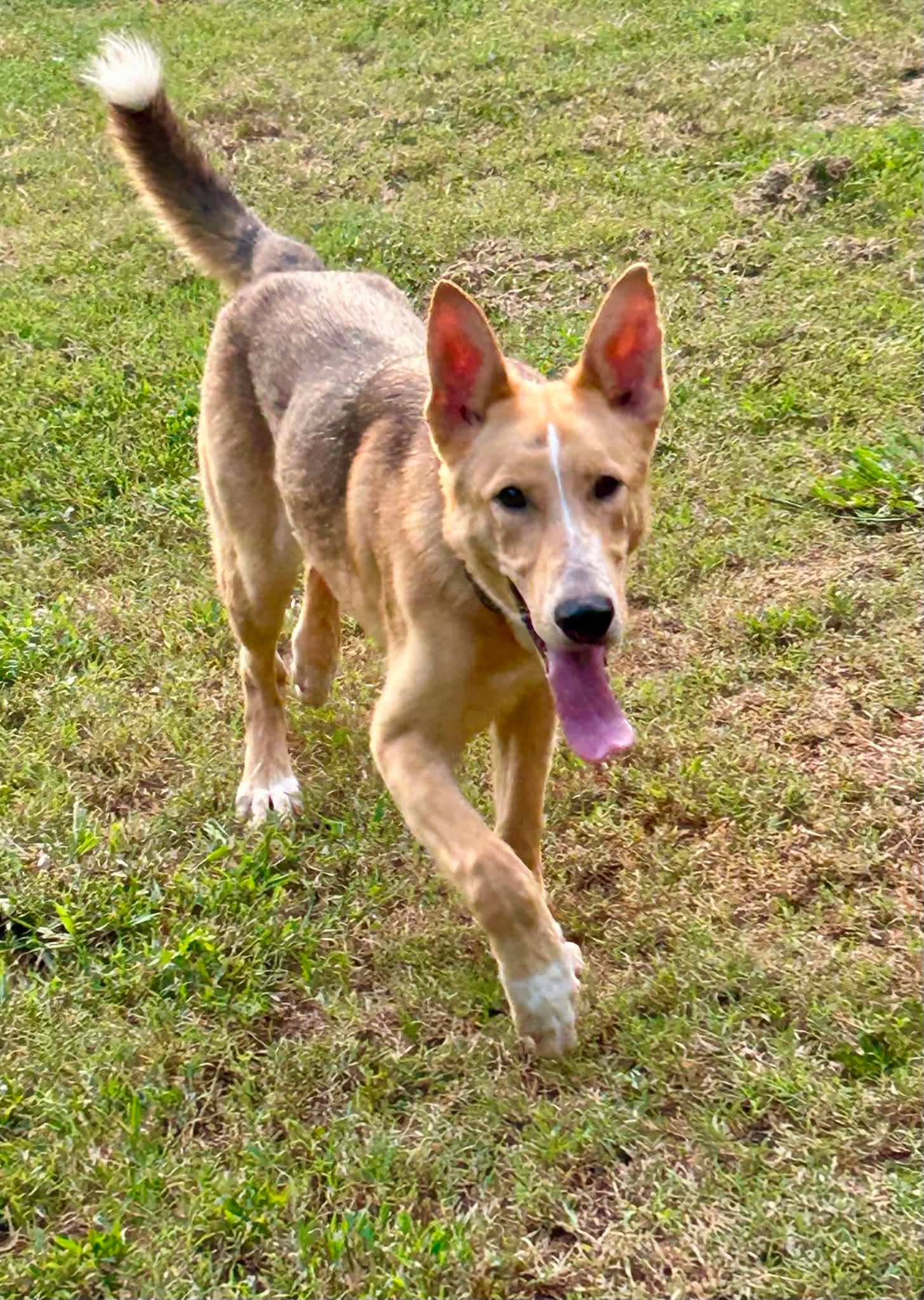 Wylie - Collie