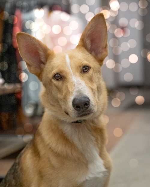 WYLIE, a dog for adoption from Last Chance Animal Rescue
