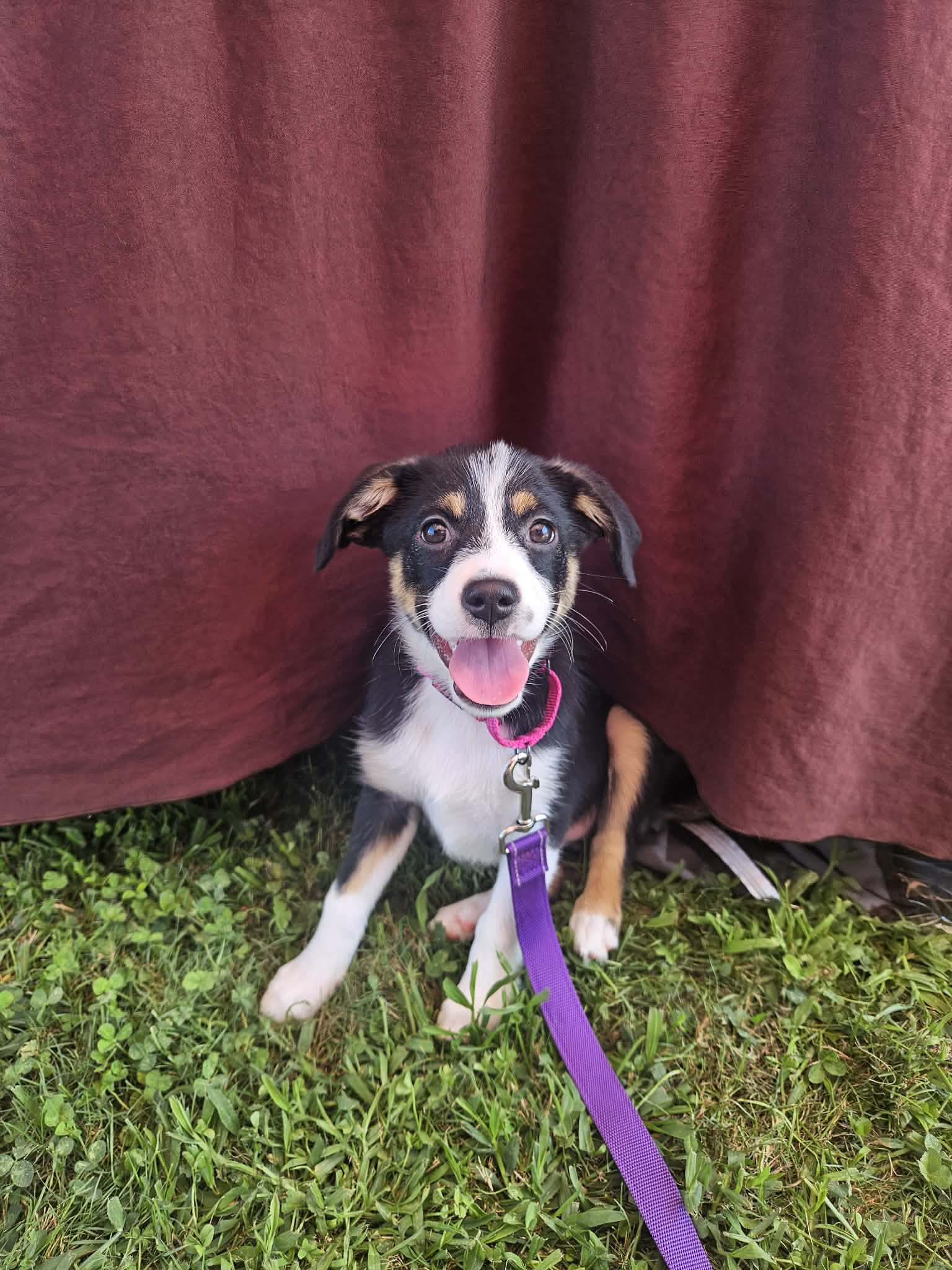 Rebel