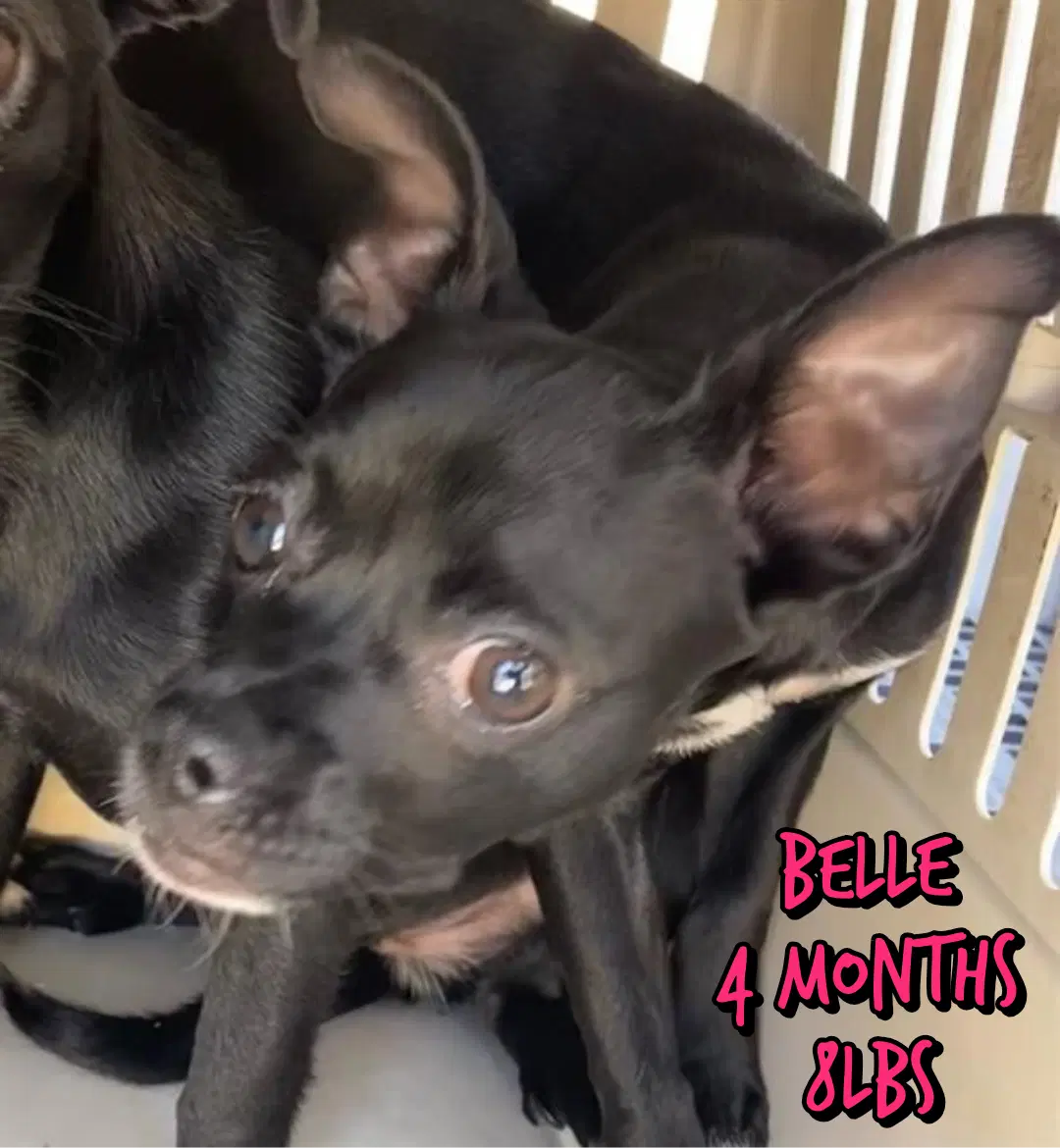 Belle - Chihuahua